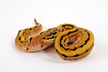 Sticker - Ball python // Königspython (Python regius) - Spider colour-morph