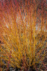 Wall Mural - cornus sericea 'bud's yellow' with yellow stems in winter and rich autumn leaves commonly known as g