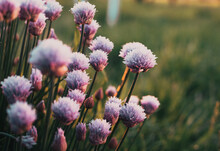 Chives Flowering In A Garden