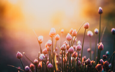 Wall Mural - chives flowering in a garden