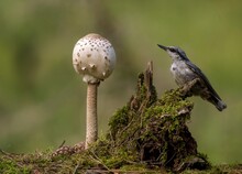 Bird And Mushroom In The Forest