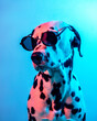 portrait of a dog, portrait of a dalmatian in sunglasses