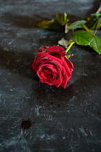 Valentines Day With Rose Flower
Red Roses On Dark Gray Stone Plate. Vertical Background For Romantc Valentine's Day Greetings With Short Depth Of Field And Space For Your Text.