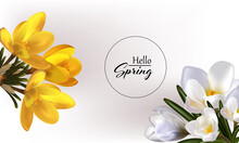 Spring Yellow And White Crocuses, A Bouquet Of Spring Flowers On A Gray Background