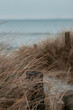 duenengraeser auf fehmarn am strand mit ostsee im Hintergrund