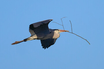 Wall Mural - Graureiher (Ardea cinerea)