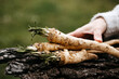 young woman with wool sweater holds freshly harvested horseradish from her own garden in her hands