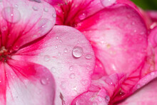 Abstract Macro Background Of Pink Geranium Petals With Raindrops