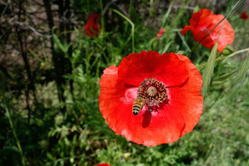 Wall Mural - Bee approaching a Tuscan Poppy