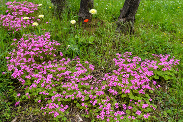 Wall Mural - Wild flowers beneath a tree in Tuscany