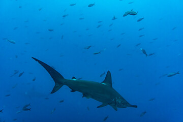 Wall Mural - hammerhead sharks in warm currents in the Galapagos Islands