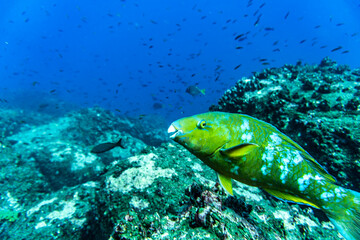 Wall Mural - bright and colorful sea fish in shallow water in natural conditions