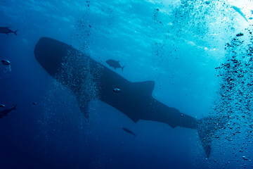 Wall Mural - a large whale shark swims near the surface of the water in the warm Galapagos currents