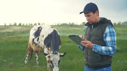 Sticker - agriculture. smart farming technology. farmer milkman with a digital tablet examines the amount of milk lifestyle yielded by a spotted cow. farmer works next to a cow at a dairy farm