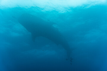 Wall Mural - a large whale shark swims near the surface of the water in the warm Galapagos currents