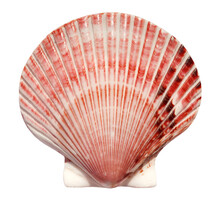 Big Beautiful Scallop Shell Isolated On White Background. Top View.