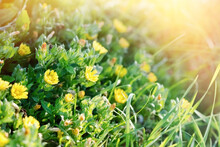 Little Yellow Flowers Lit By Sunlight, Beautiful Nature In Meadow