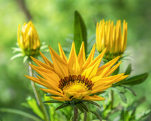 Yellow Gazania Flower With Green Leaves, Buds. Sunny. Close-up.