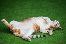 Cute Yellow Tabby Cat Sleep On Green Grass