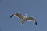 Fototapeta Na sufit - Seagull gliding on a clear summer sky