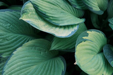 Closeup Of Big Green Hosta Plant Leaves, Vegetation Pattern, Botanical Garden Outdoors