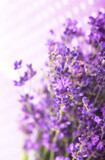 Fototapeta Lawenda - Lavender herb for perfume cosmetics. Natural lavender.