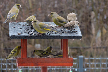 Wall Mural - A flock of greenfinches, Eurasian siskins and common redpolls sitting inside of a bird feeder and on a roof of a bird feeder eating sunflower seeds, blurred background