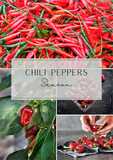 Fototapeta Tulipany - Chili peppers season. Collage of four images - chili in garden and fresh harvested chili. Social media post.