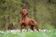 © honey_paws - A male Hungarian Vizsla dog standing among white flowers against the backdrop of a lush spring forest. Looking away