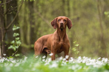 A Male Hungarian Vizsla Dog Standing Among White Flowers Against The Backdrop Of A Lush Spring Forest. Looking Away