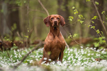 A Male Hungarian Vizsla Dog Sitting Among White Flowers Against The Backdrop Of A Lush Spring Forest.