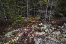 Moss-covered Forest Trail, Acadia National Park