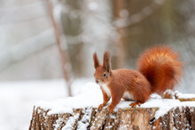 Eurasian Red Squirrel (Sciurus Vulgaris) In Snow