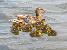 Wild Ducks Swimming On The Water On A Sunny Day. Duck Mallard Female And Little Baby Ducklings On A Lake, Pond Or Riwer.