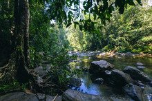 Sri Lanka Rainforest. Path in the jungle. Sinharaja Forest Reserve, Sri Lanka. 