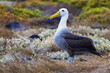 Waved Albatross at Punta Suarez on Espanola Island, Galapagos
