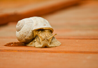 Closeup shot of a snail