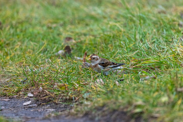 Wall Mural - Snow Bunting (Plectrophenax nivalis).