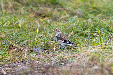 Wall Mural - Snow Bunting (Plectrophenax nivalis).