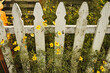 Entrance to Victorian house with fence posts, yellow blooming daisies and rustic white picket fence