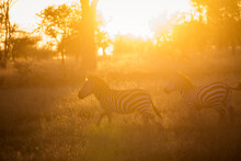 African Zebras At Beautiful Landscape During Sunrise Safari In The Serengeti National Park. Tanzania. Wild Nature Of Africa..
