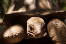 An Aldabra Giant Tortoise Looks Out From Its Shell On Prison Island Off Zanzibar, Tanzania..