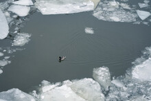 A Lone Duck Swims Among The Ice Floes On The River