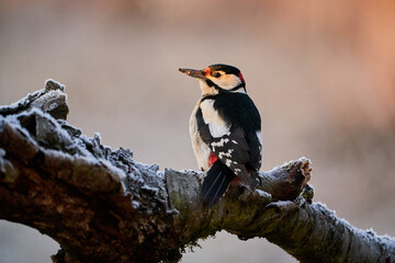 Great spotted Woodpecker (Dendrocopos major) perched on branch.
