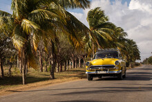 Old American Car On Street With Full Of Palm Trees Around. Beatiful Road Of Bay Of Pigs, Cuba