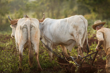 Farmer man working on tobacco field in Vinales with two bulls in a beatiful light of a morning. Vinales, Cuba