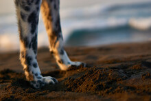 Perro En La Playa Con Su Dueño