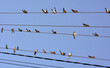 Swallows are sitting on the wires