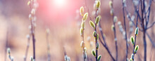 Willow Branch With Catkins In The Forest On A Blurred Background In Sunny Weather At Sunset, Willow - Easter Symbol