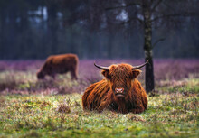 
Scottish Highland Cattle ( Aka Hairy Cow ) In The Field